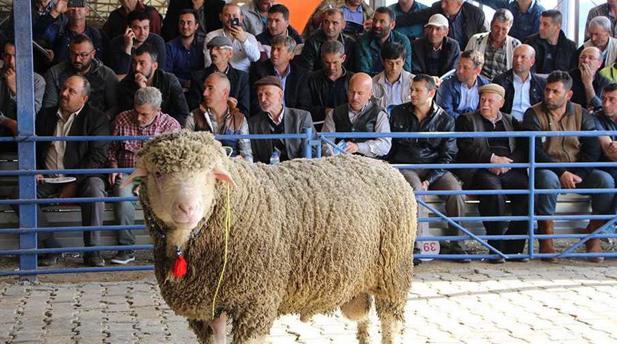 Dehşet verici olay! Sahibini boynuz darbeleriyle öldürdü