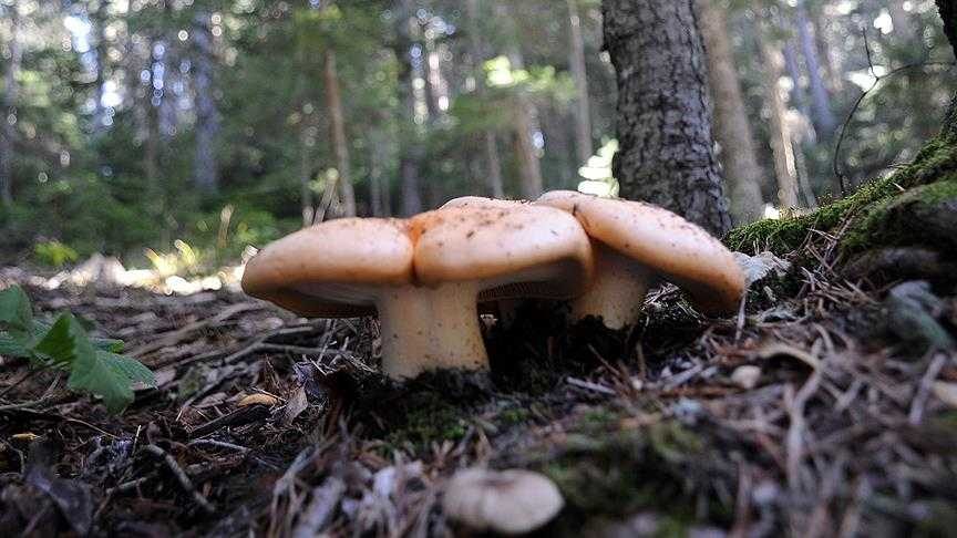 Ek iş olarak başladılar, 20 tonluk üretime ulaştılar