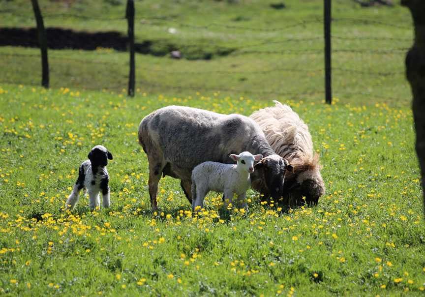 Karadeniz yaylaları canlanıyor