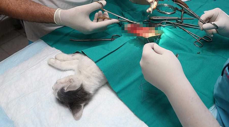 Bacağı kırılan kediler sağlığına kavuşacak