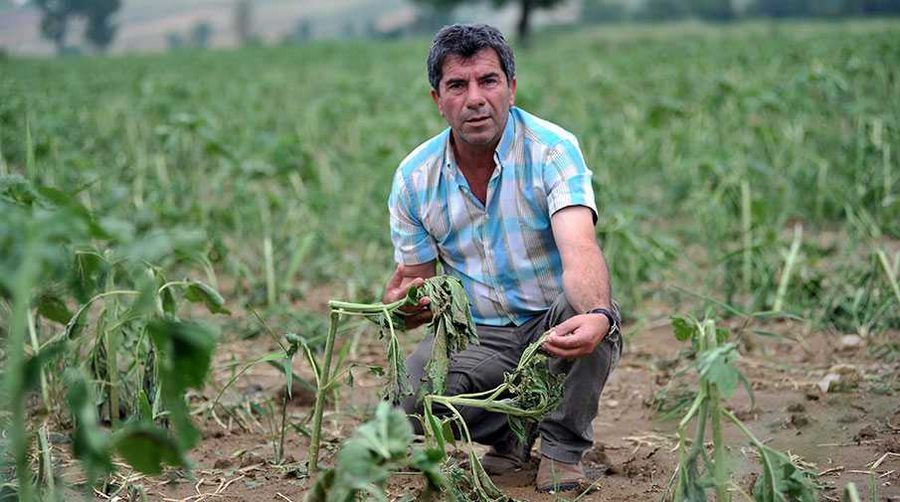 Ay çekirdeği, patates ve pancarda büyük zarar