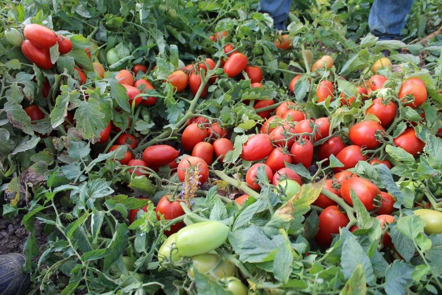 Salçalık domates üreticisi fiyatlardan memnun