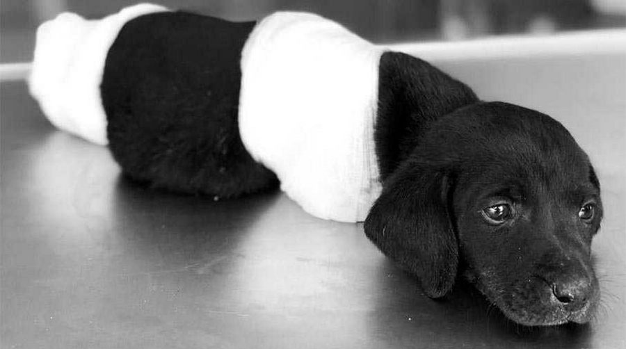 Yavru köpeğin ölümüyle ilgili yeni gelişme