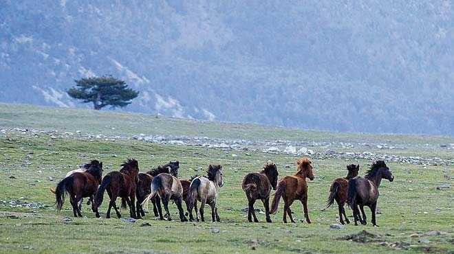 Fotoğraf tutkunları bu atların peşinde