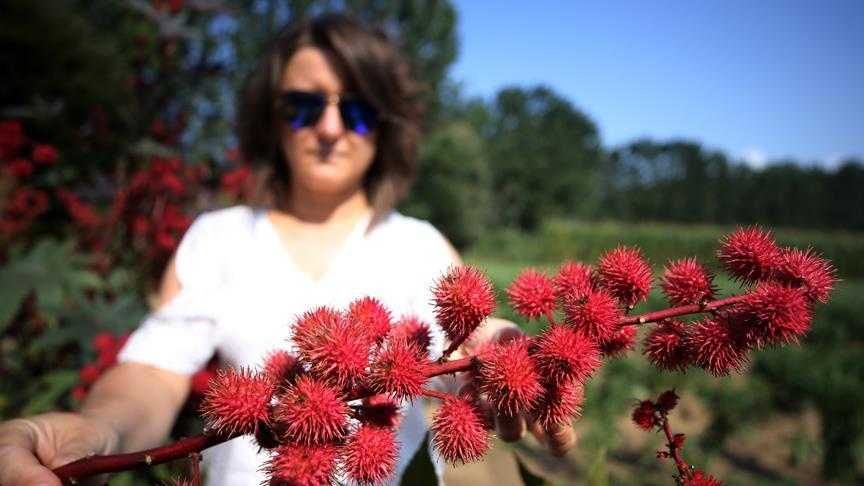 Tıbbi ve aromatik bitki üretimine akademik destek