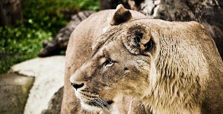 Beslediği aslan tarafından öldürüldü