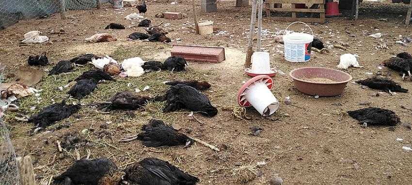 Köpekler, 120 tavuğu telef etti