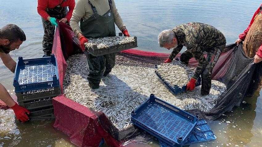İznik Gölünde gümüş balığı bereketi