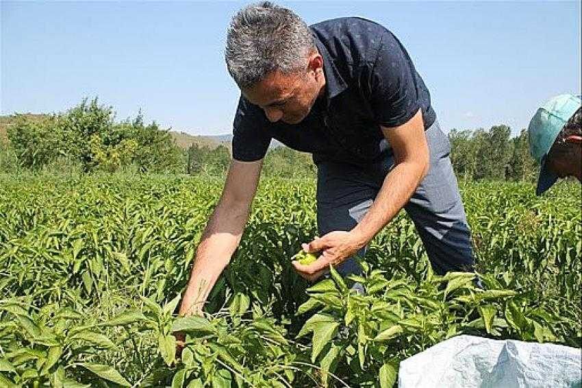 Osmanlı kamber biberi yeniden canlanıyor