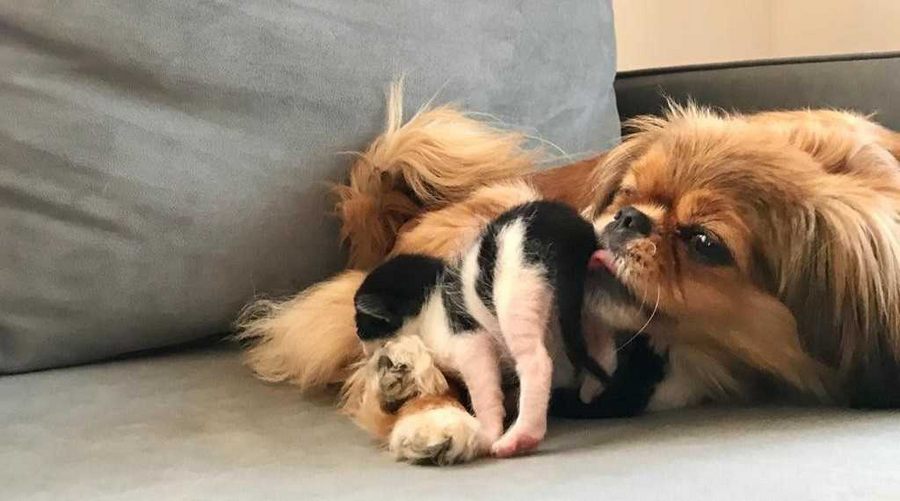 Mira isimli köpek, anneleri köpeklerin saldırısıyla ölen kedi yavrularına annelik yapıyor
