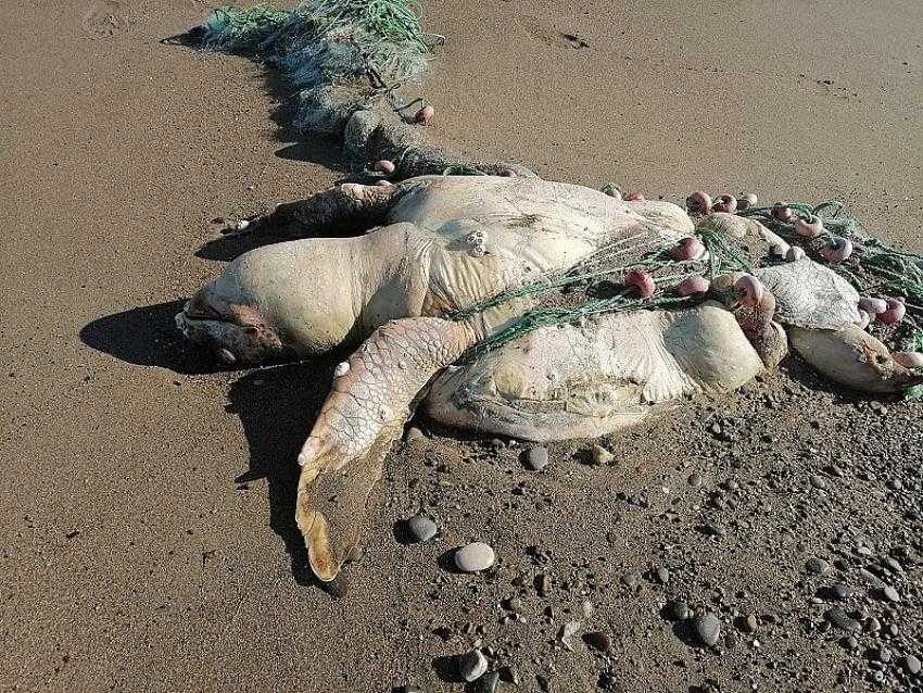 Balıkçı ağına takılıp ölen caretta caretta kıyıya vurdu