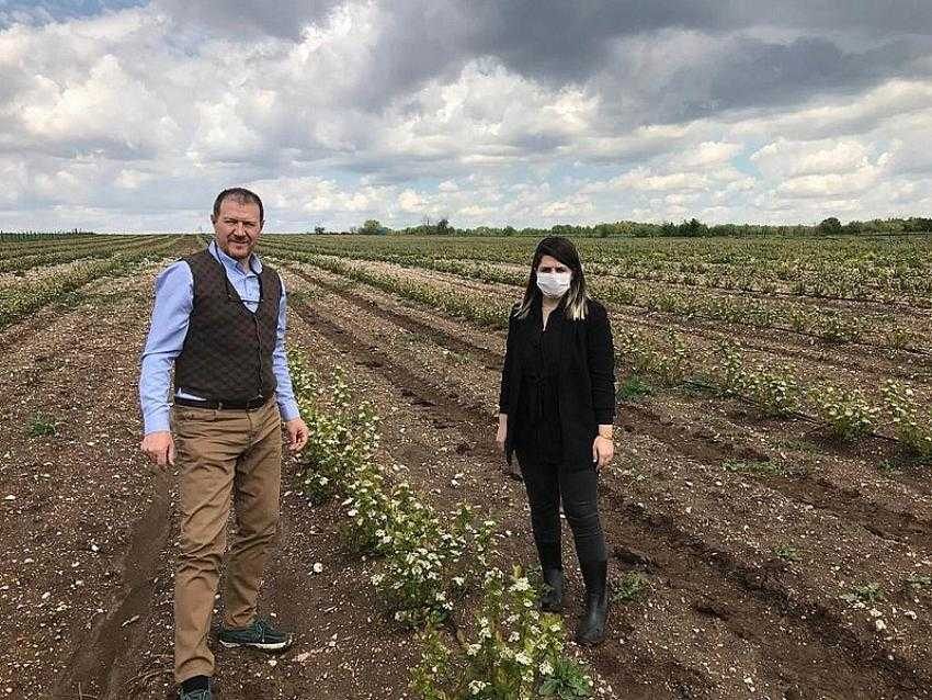 Aronia yetiştiriciliğinde zararlılarla mücadele devam ediyor