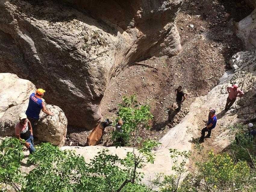 Amasya’da uçurumdan düşen inek kurtarıldı