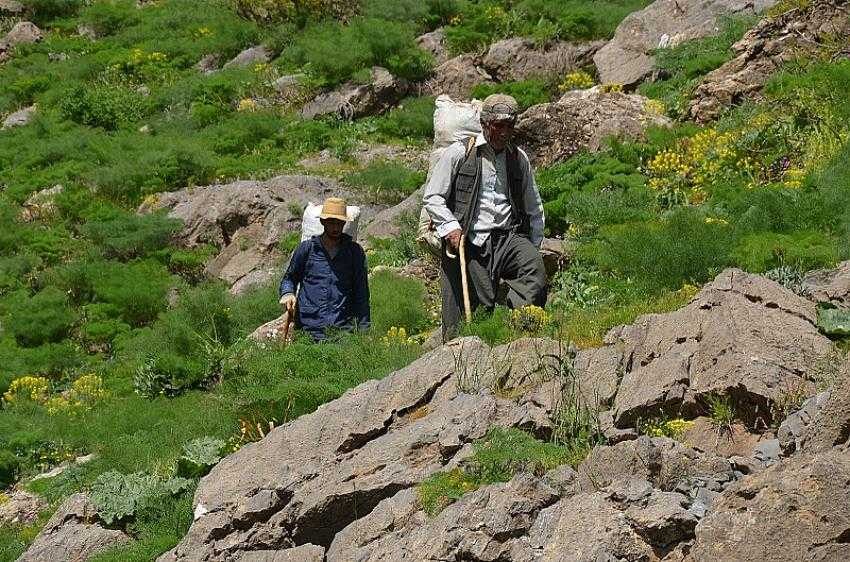 Kilometrelerce yol yürüyüp topladıkları pancarları satarak geçimlerini sağlıyorlar