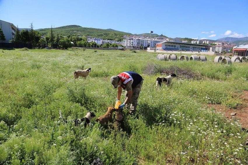 Tunceli’de sokak hayvanları vefa eliyle beslendi