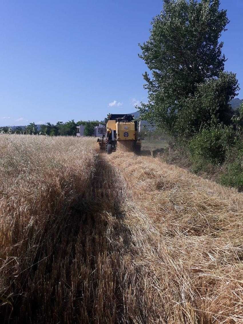 Düziçi’nde buğday hasadına başlandı