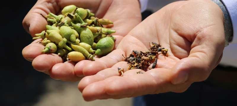 Narenciye ürünlerinin fiyatı bu sene cep yakacak
