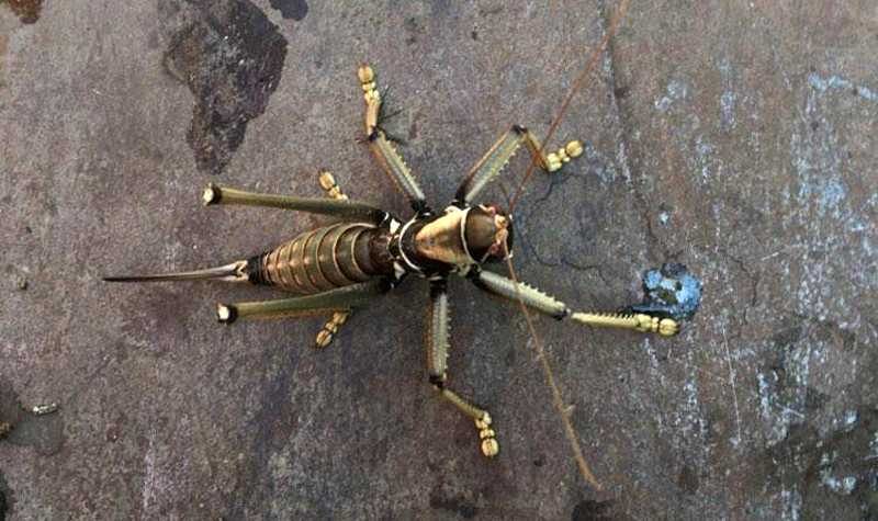Dev çekirge 