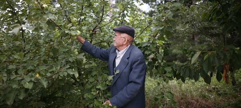Bu bahçedeki sebze ve meyveler 23 yıldır ücretsiz