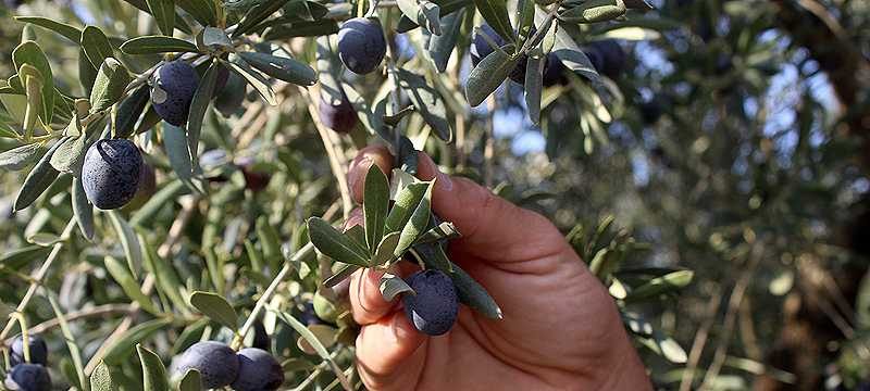 Dünyanın en kaliteli sofralık zeytinlerinin hasadı başladı