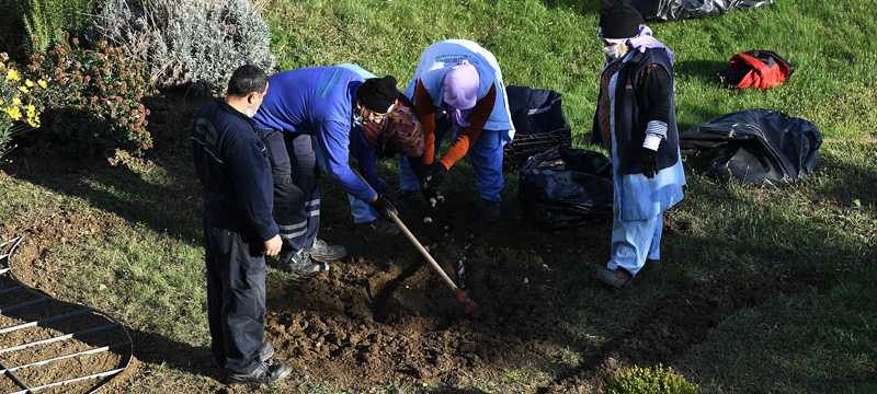 Osmangazi’ye 220 bin kış çiçeği