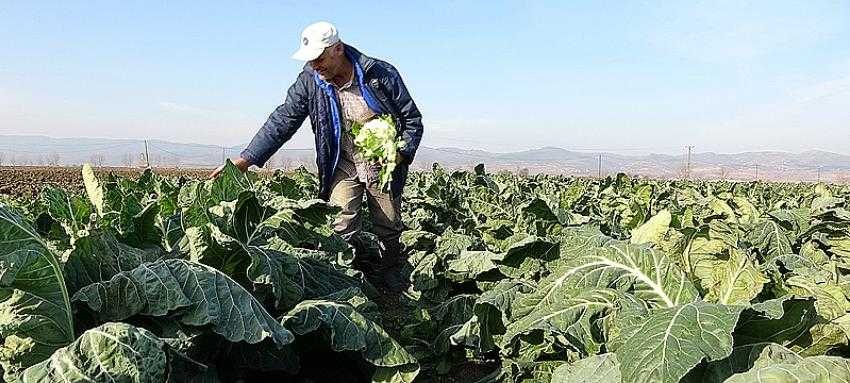 Karnabahar fiyatları koronavirüsle uçuşa geçti