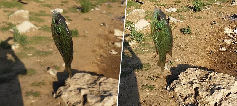 Bursa’da gölette yakalanan balık şaşırttı