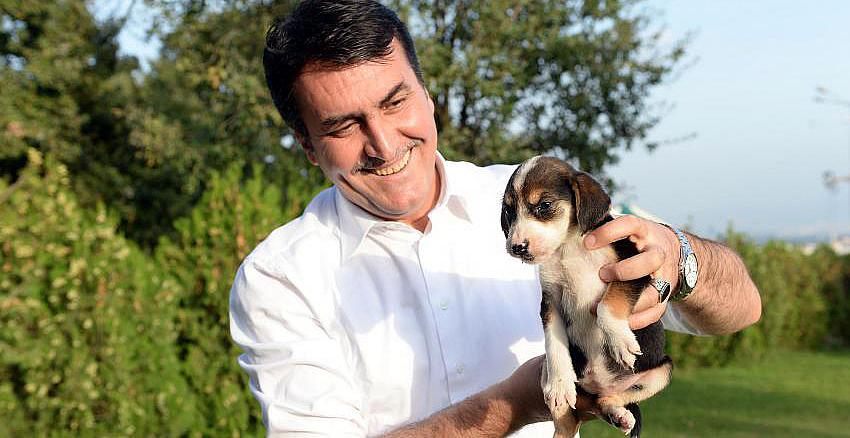 Binlerce sokak hayvanı sağlığına kavuştu