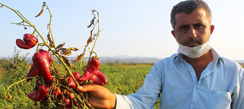 Salçalık biberler tarlada çürüyor