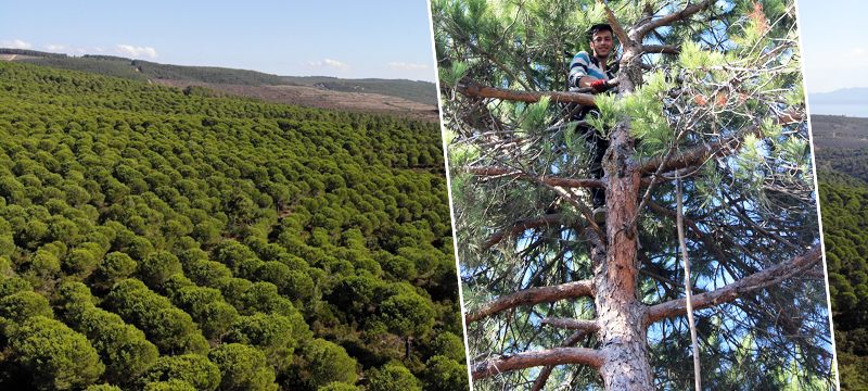 Kilosu tam 800 lira... Ölümü göze alıp hasat ediyorlar...