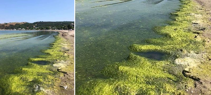 Mudanya Belediyesi’ne devredilmişti! Kahreden manzara...