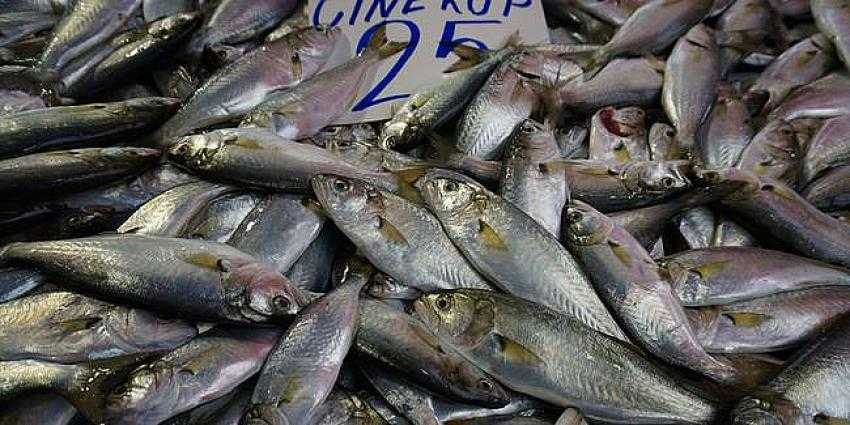 Çinekop tezgahlarda yerini almaya başladı