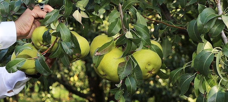 Deveci armudu dalında 3 liraya alıcı buluyor