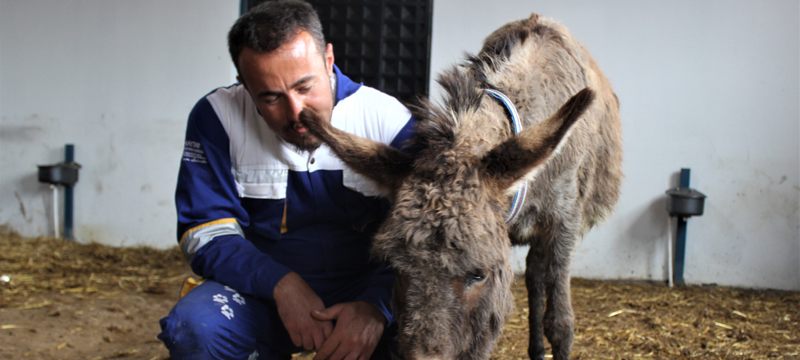 O eşek Bursa’da yeni yuvasına yerleştirildi