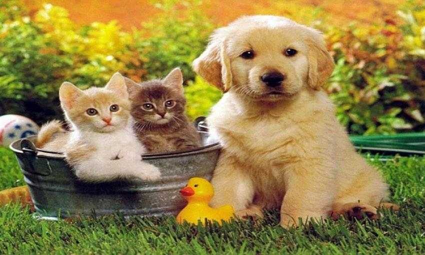 Felicia Kedi ve Köpek Maması Nereden Alınır?