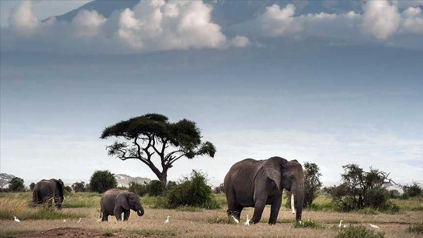 Afrika