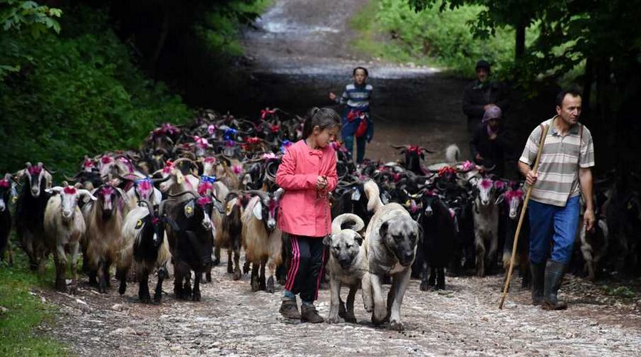 Göçerlerin 109 yıllık geleneksel yolculuğu başladı