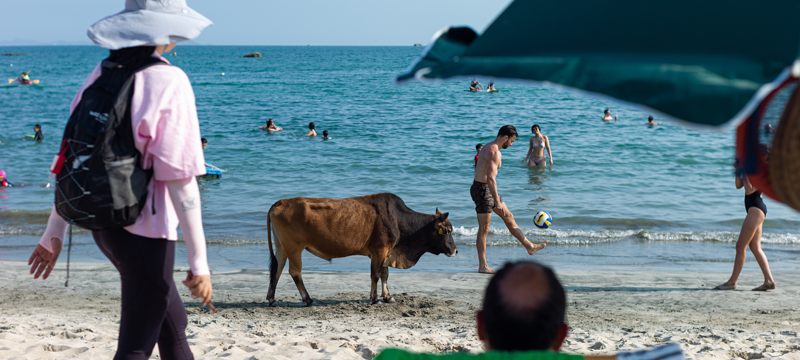 Koronavirüse rağmen halk, plajlara akın etti