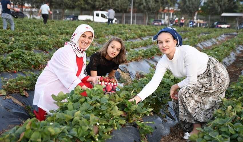 İnegöl çileği festivalle tanıtıldı	