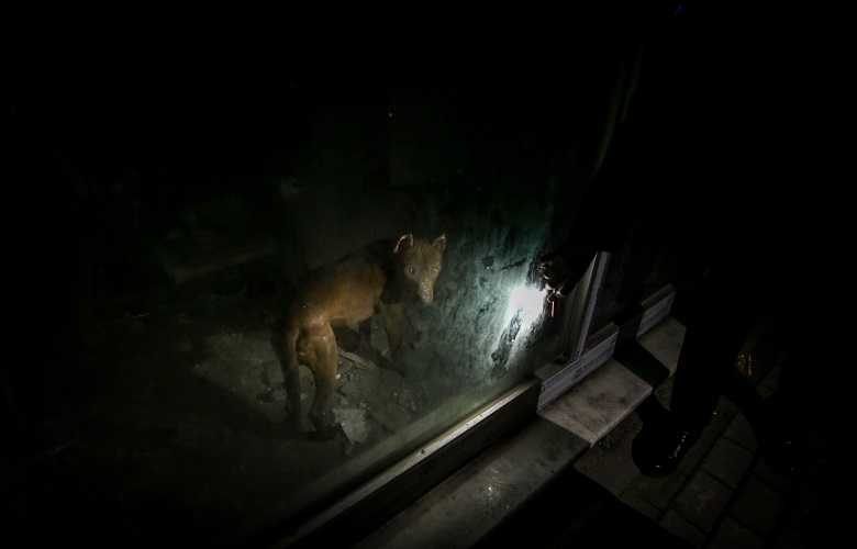 İş yerine kilitlenen köpek 3 gün aç kaldı