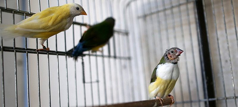 Kanaryalarına hastalık geldi, 80 kuşu telef oldu
