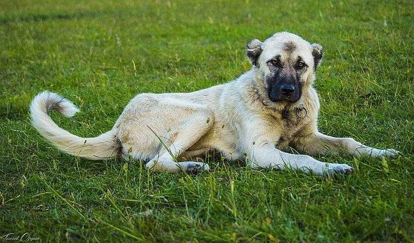 Kangala yeni görev! Terörle mücadelede kullanılacaklar...