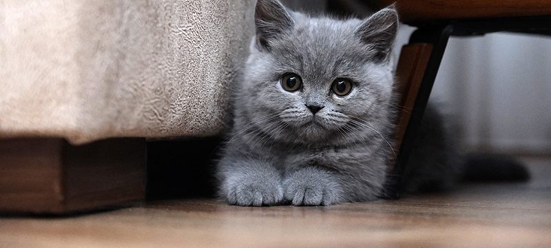 Araştırma: Kediler koronavirüsü iki günde yeniyor