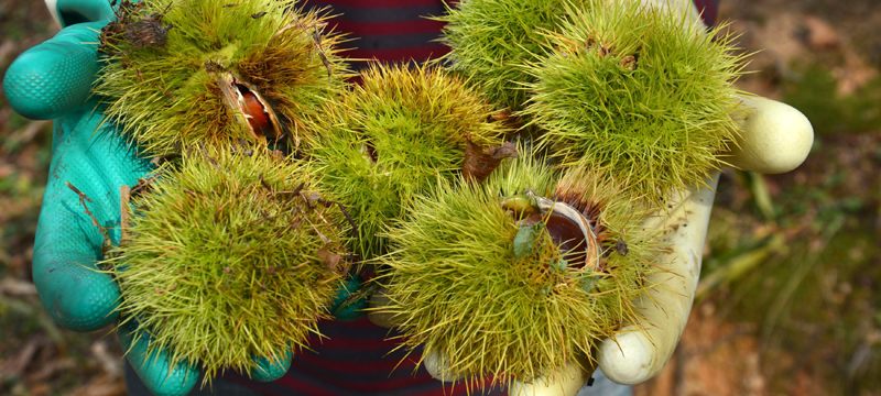  Bursa’da kestane hasadı başladı