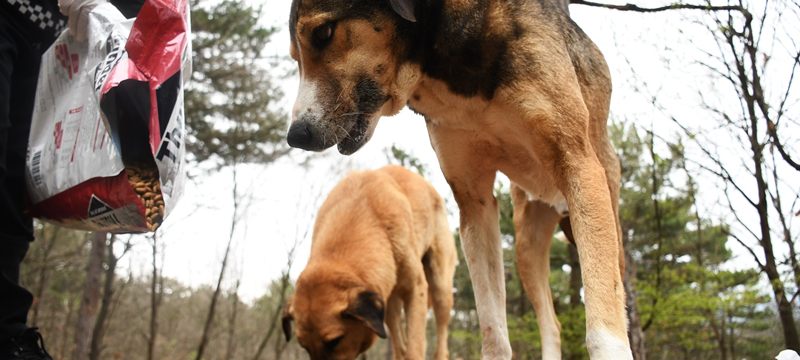 Kestel’de sokak hayvanları için 1 ton mama dağıtıldı