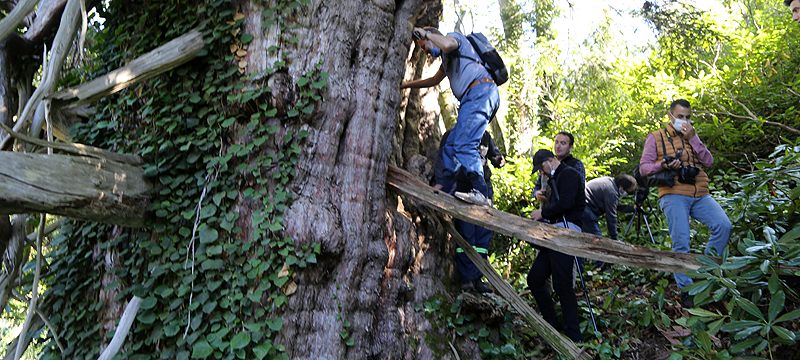 Türkiye’nin en geniş çaplı porsuk ağacı Artvin’de tescillendi