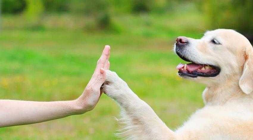 Köpek Eğitmeni Neler Yapar?