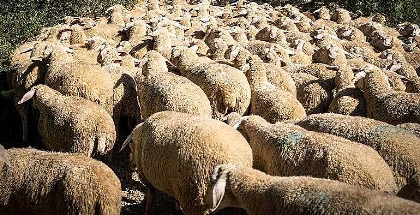 Aç kalan kurtlar sürüye saldırdı
