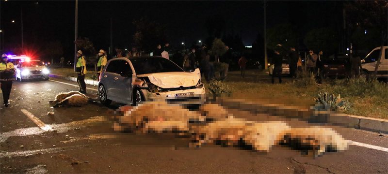 Yarış yapan 2 otomobil 30 koyunu telef etti