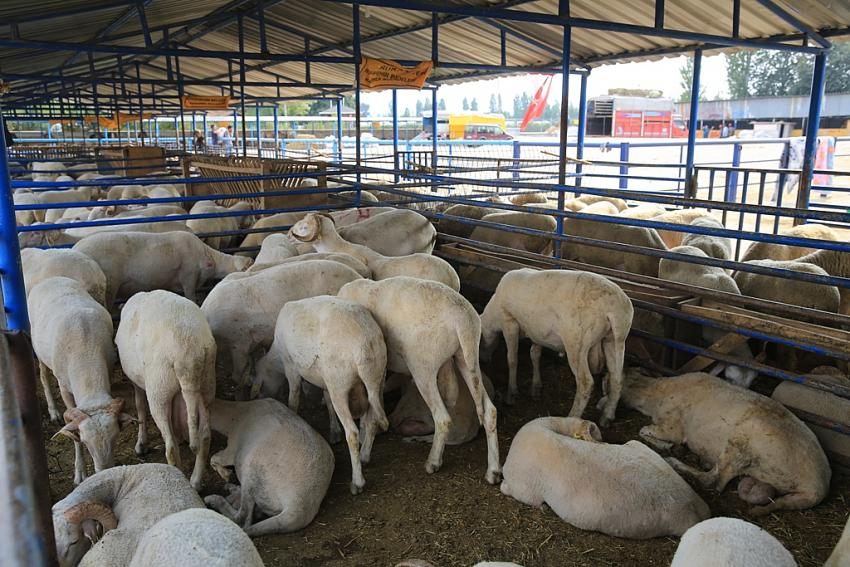Sokakta kurban kesene para cezası